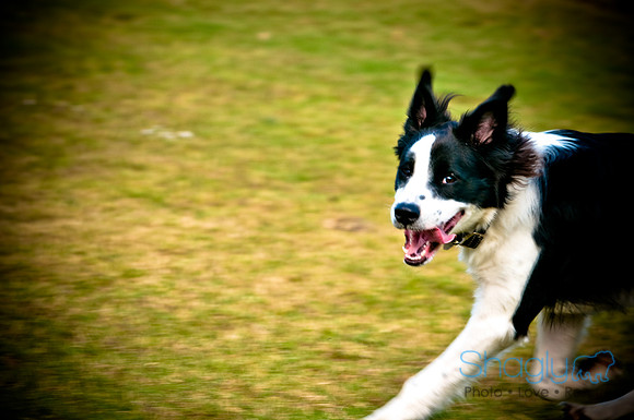 Beaux & Bandit-4