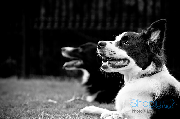 Beaux & Bandit-72