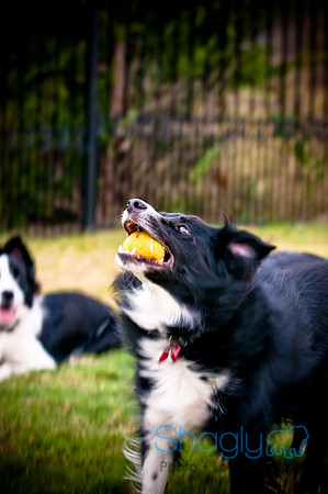 Beaux & Bandit-84