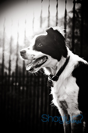 Beaux & Bandit-52