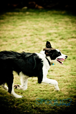 Beaux & Bandit-45
