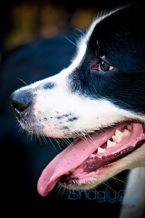 Beaux & Bandit-62