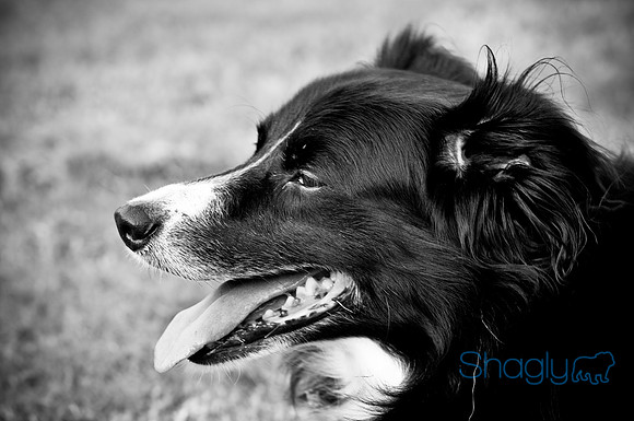 Beaux & Bandit-3