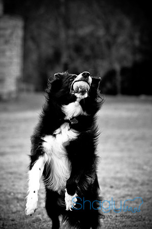 Beaux & Bandit-91