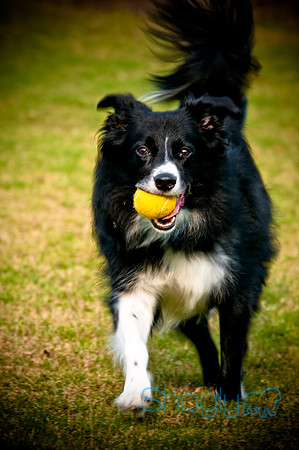 Beaux & Bandit-8