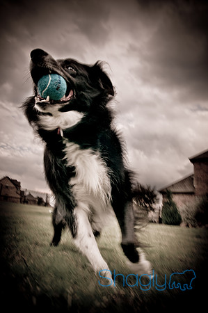 Beaux & Bandit-2-2