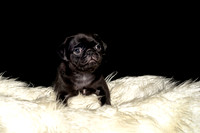 Baby Puggie Project-13