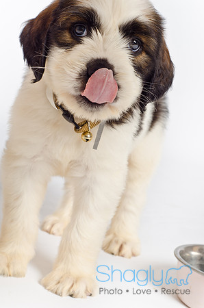 Stclouds Rescue Puppies-58