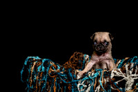 Baby Puggie Project-4