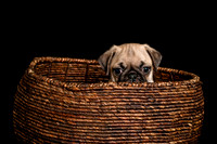 Baby Puggie Project-19