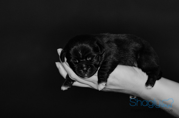 Shagly Photography DFW Pug Rescue puppies-11
