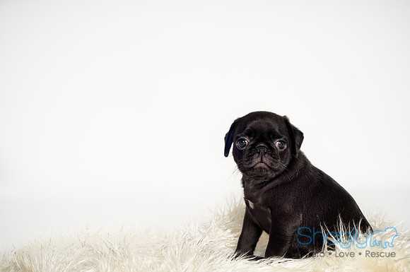 Baby Puggie Project-38