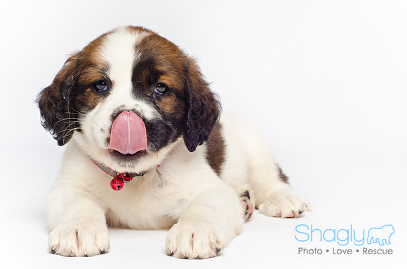 Stclouds Rescue Puppies-41