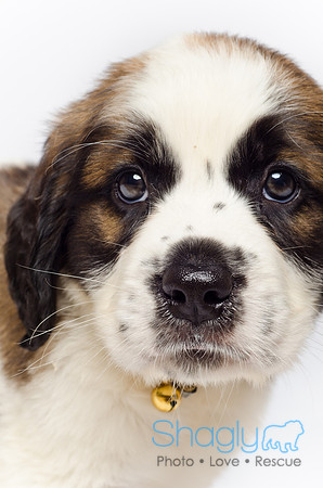 Stclouds Rescue Puppies-26