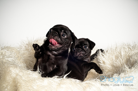 Baby Puggie Project-27