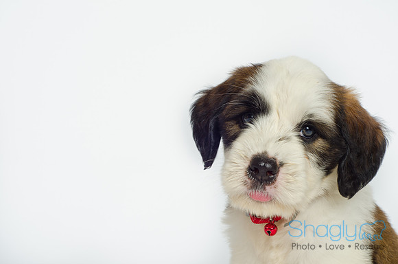 Stclouds Rescue Puppies-9