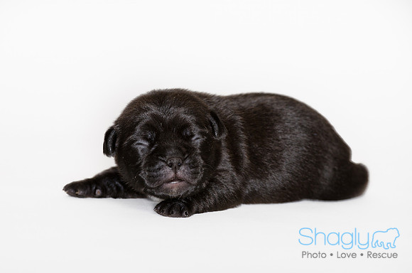 Shagly Photography DFW Pug Rescue puppies-2