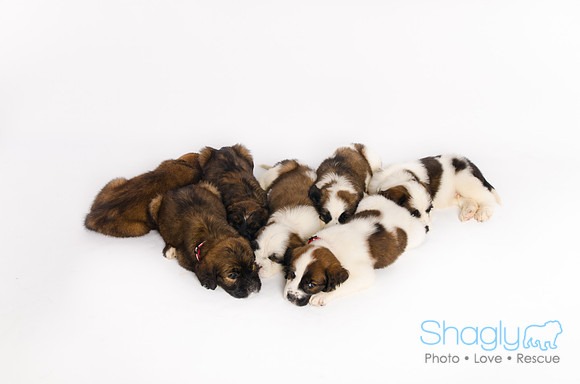 Stclouds Rescue Puppies-69