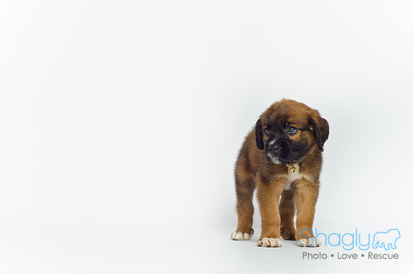 Stclouds Rescue Puppies-18