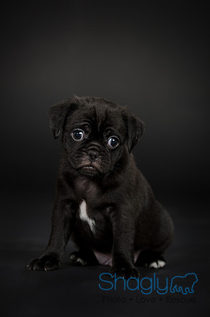 Baby Puggy Project-14