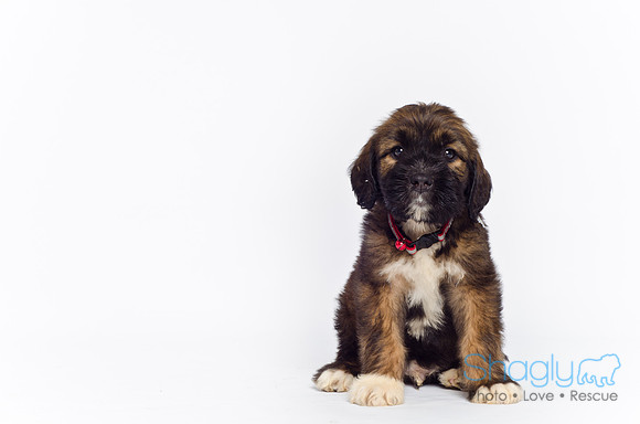 Stclouds Rescue Puppies-45