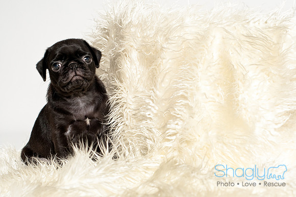 Baby Puggie Project-31