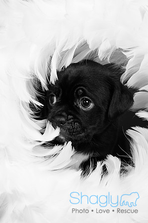 Baby Puggy Project-5