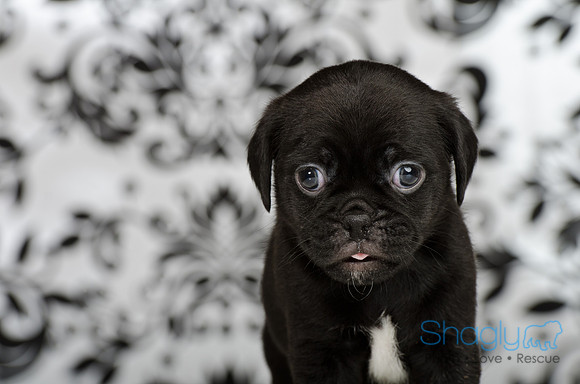 Baby Puggy Project-30
