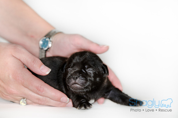 Shagly Photography DFW Pug Rescue puppies-8