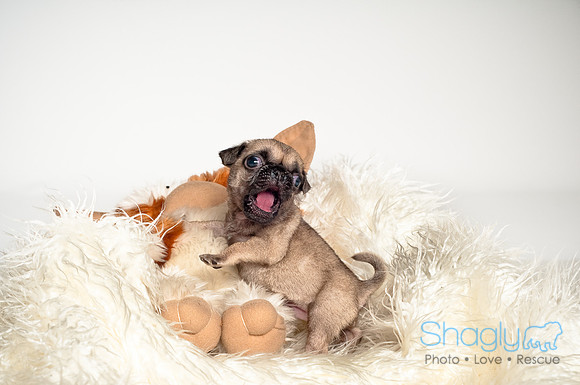 Baby Puggie Project-39