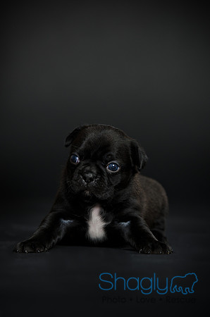 Baby Puggy Project-39