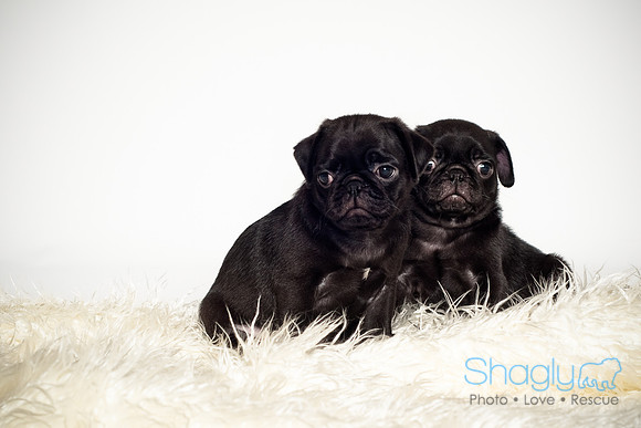 Baby Puggie Project-36