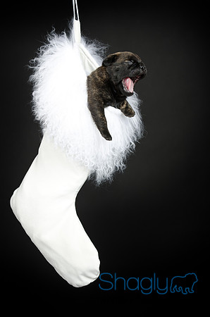 Baby Puggy Project-31