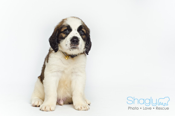Stclouds Rescue Puppies-25