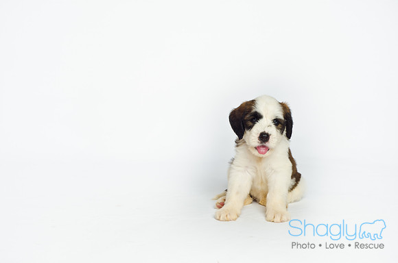 Stclouds Rescue Puppies-4
