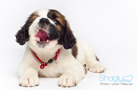 Stclouds Rescue Puppies-40