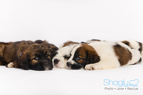 Stclouds Rescue Puppies-68