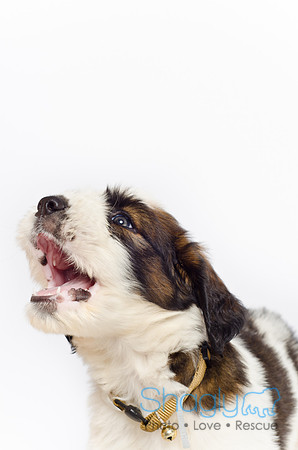 Stclouds Rescue Puppies-59