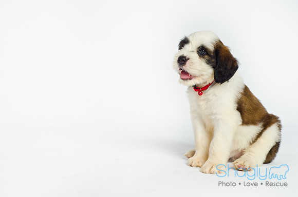 Stclouds Rescue Puppies-6