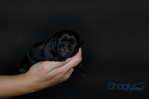 Shagly Photography DFW Pug Rescue puppies-3