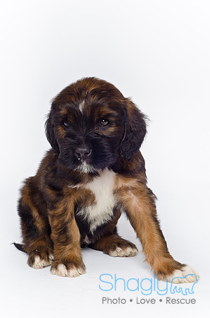 Stclouds Rescue Puppies-28