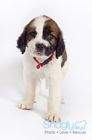 Stclouds Rescue Puppies-33