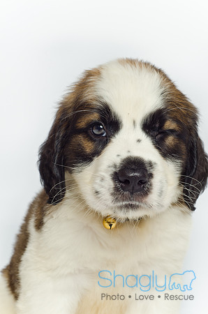 Stclouds Rescue Puppies-23