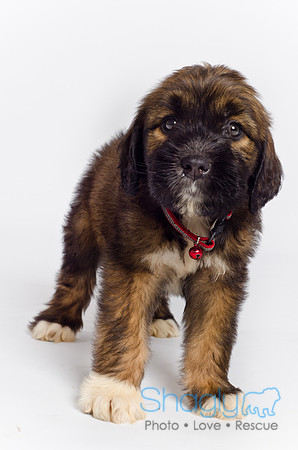 Stclouds Rescue Puppies-47