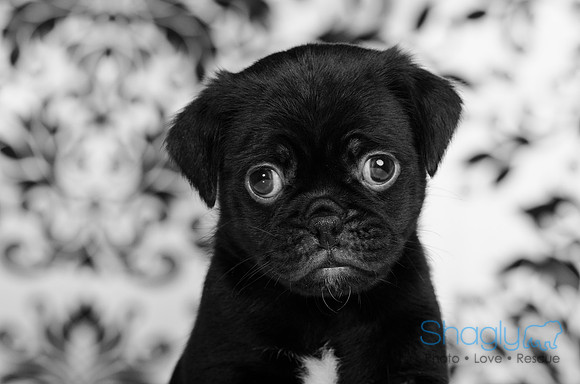 Baby Puggy Project-29