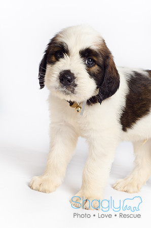 Stclouds Rescue Puppies-56