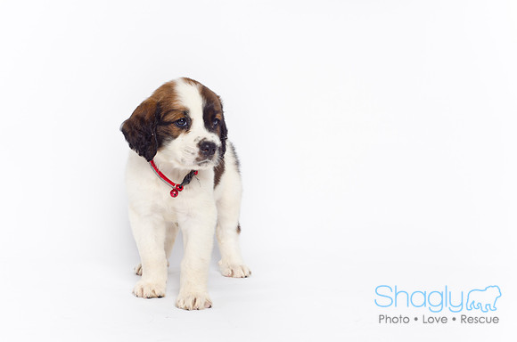 Stclouds Rescue Puppies-36