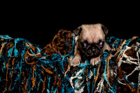 Baby Puggie Project-2