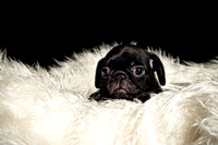 Baby Puggie Project-8