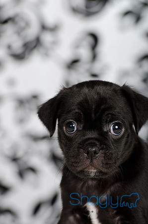 Baby Puggy Project-19